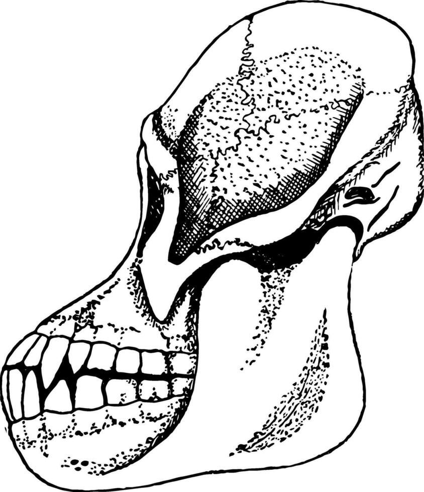 orangoetan schedel, wijnoogst illustratie vector