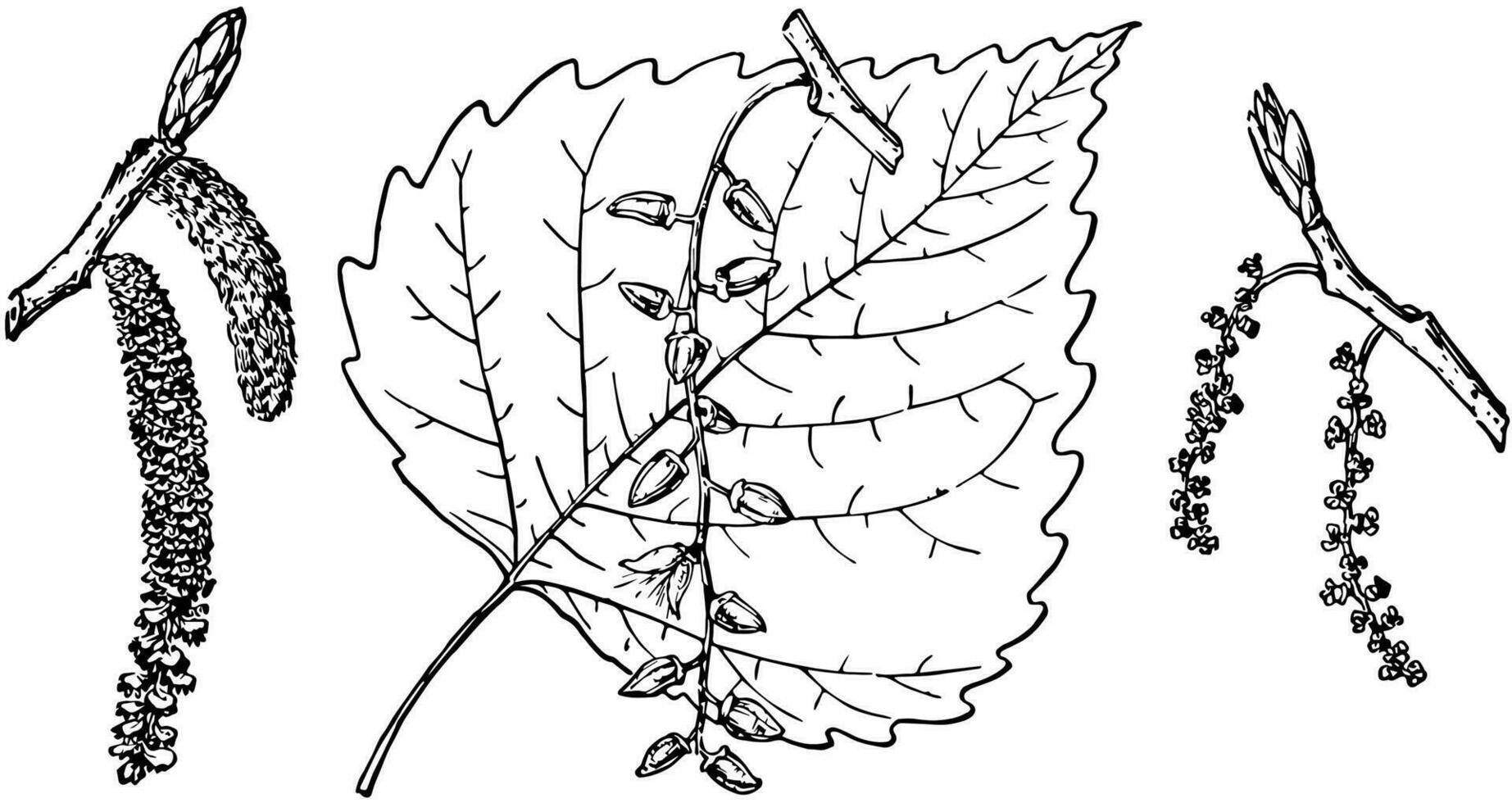 Afdeling van oostelijk cottonwood wijnoogst illustratie. vector