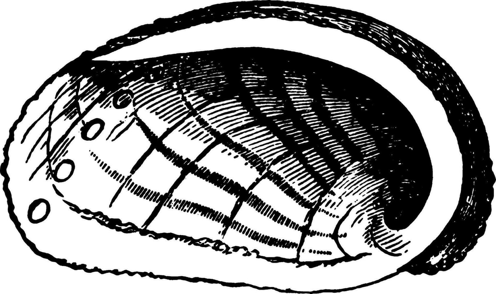 abalone, wijnoogst illustratie. vector