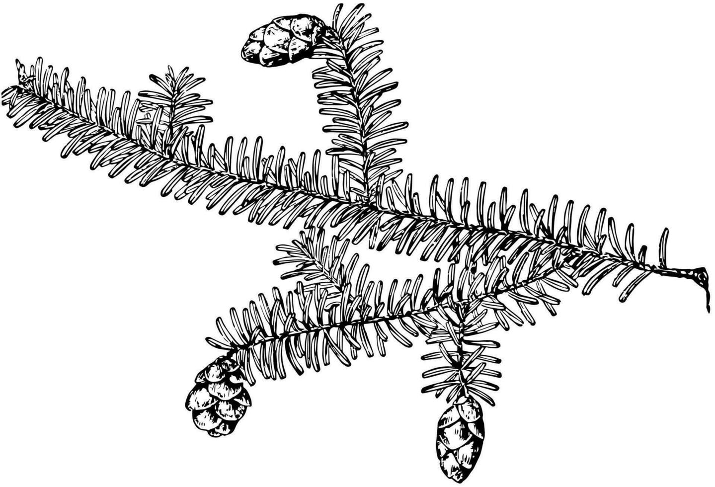 tsuga diversifolia wijnoogst illustratie. vector