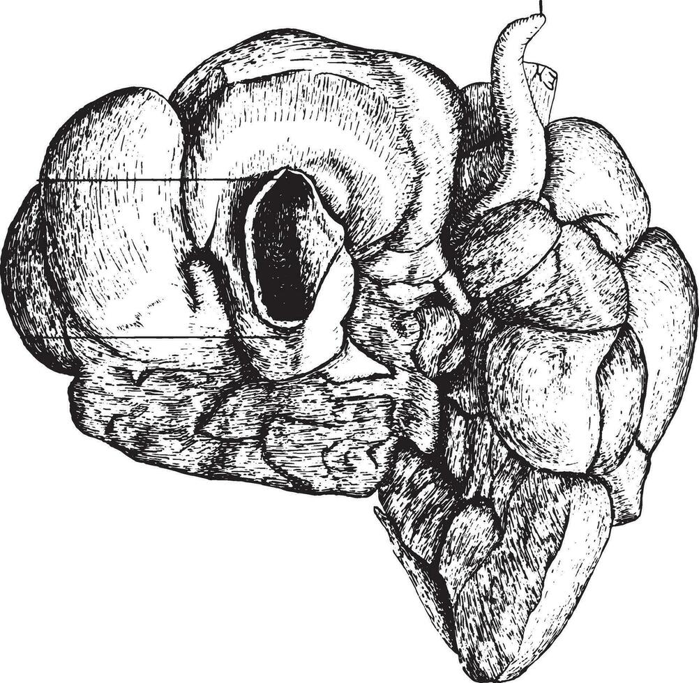 onder oppervlakte van lever , wijnoogst gravure. vector