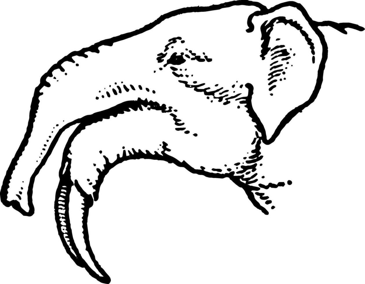 lang kaak mastodont, wijnoogst illustratie. vector