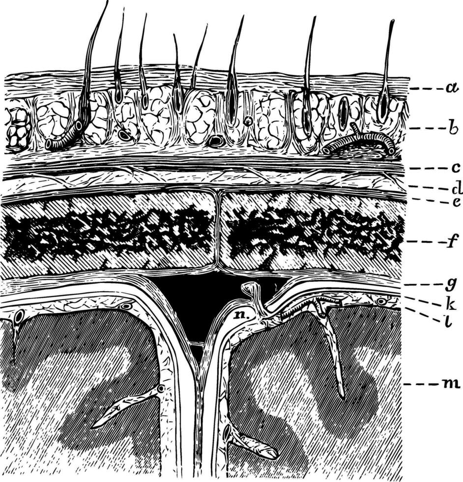 lagen van de hoofdhuid en membraan van de brein, wijnoogst illustratie vector