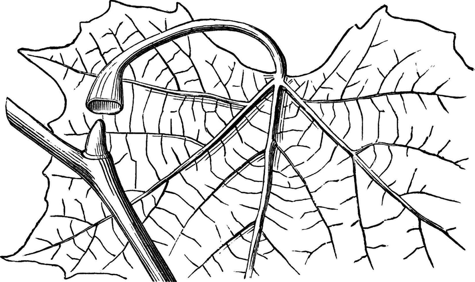 hulp knop wijnoogst illustratie. vector