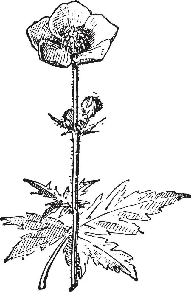 boterbloemen of ranonkel, wijnoogst gravure. vector