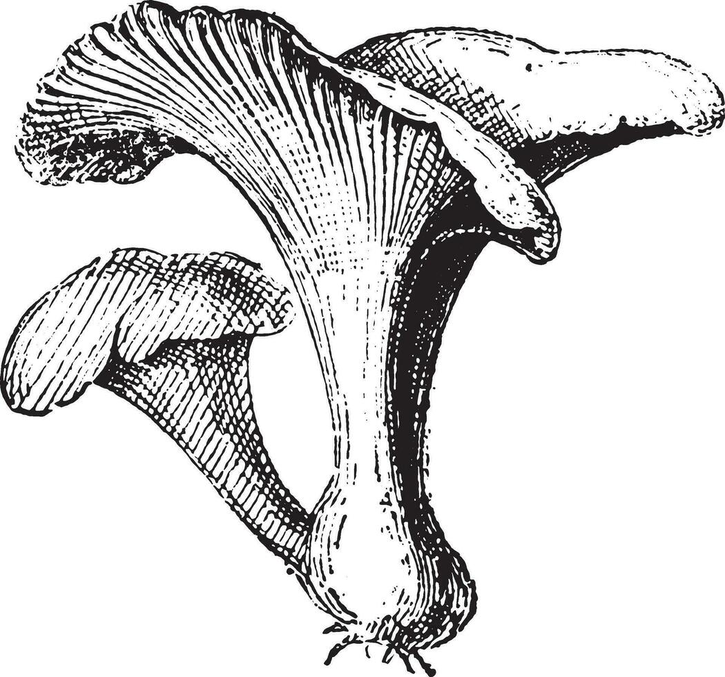 chanterelle, wijnoogst gravure. vector