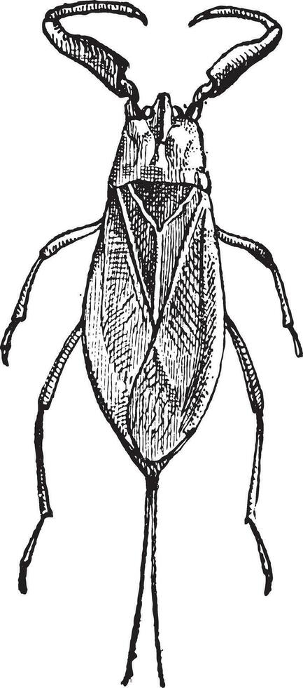 water schorpioen of nepa bioscoop, wijnoogst gravure vector