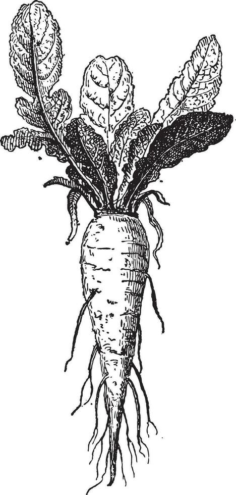 lang raap of brassica rapa var. rapifera, wijnoogst gravure vector