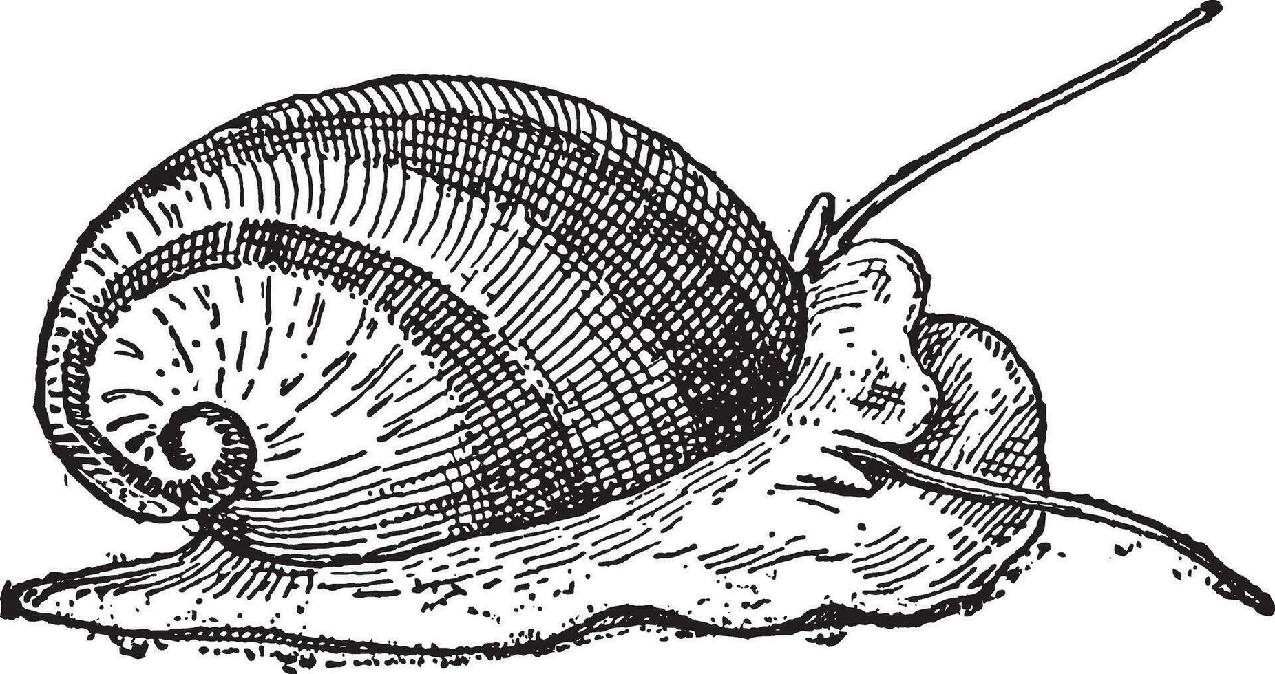 nerite of neritidae, wijnoogst gravure vector