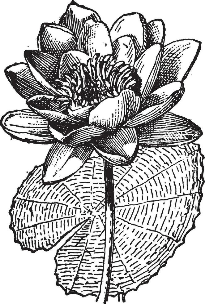 wit lotus of nymphaea alba, wijnoogst gravure vector