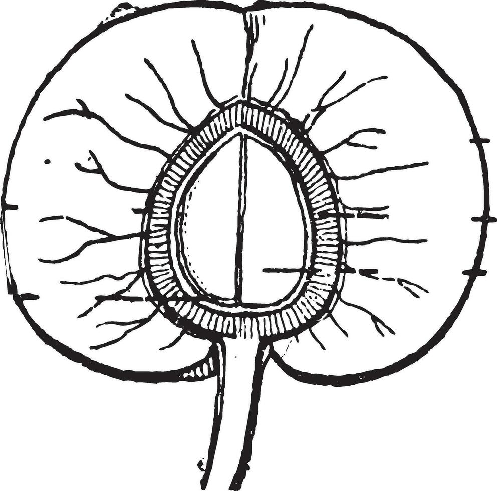 abrikoos of prunus Armenië, wijnoogst gravure vector