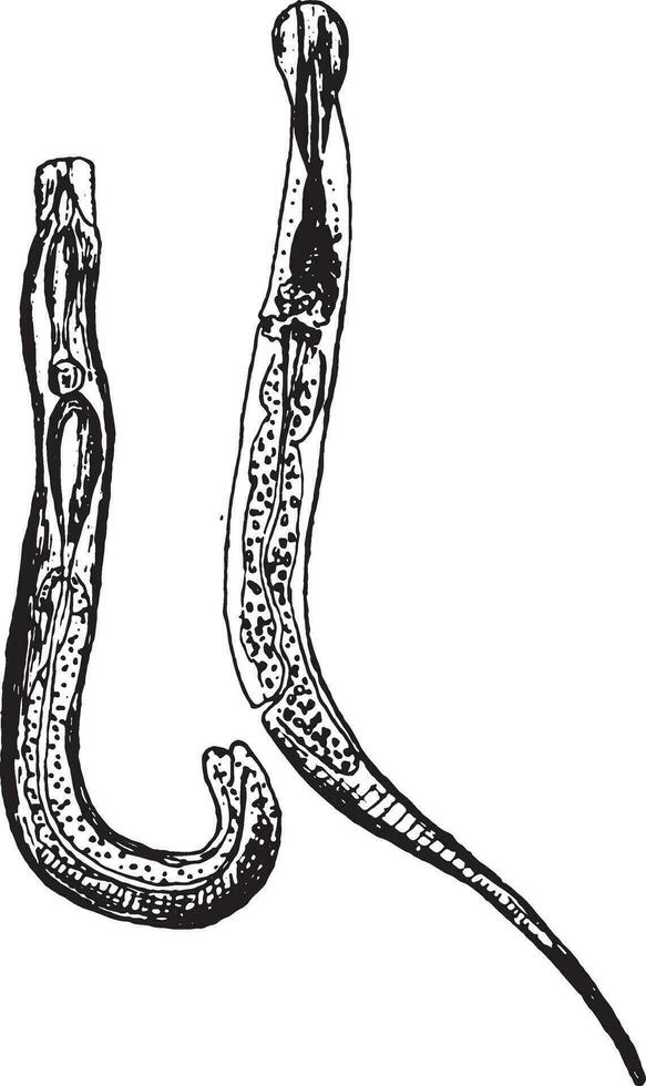 oxyuris vermicularis, wijnoogst gravure. vector