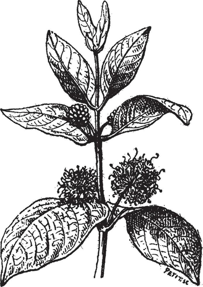 naucleeae, wijnoogst gravure vector