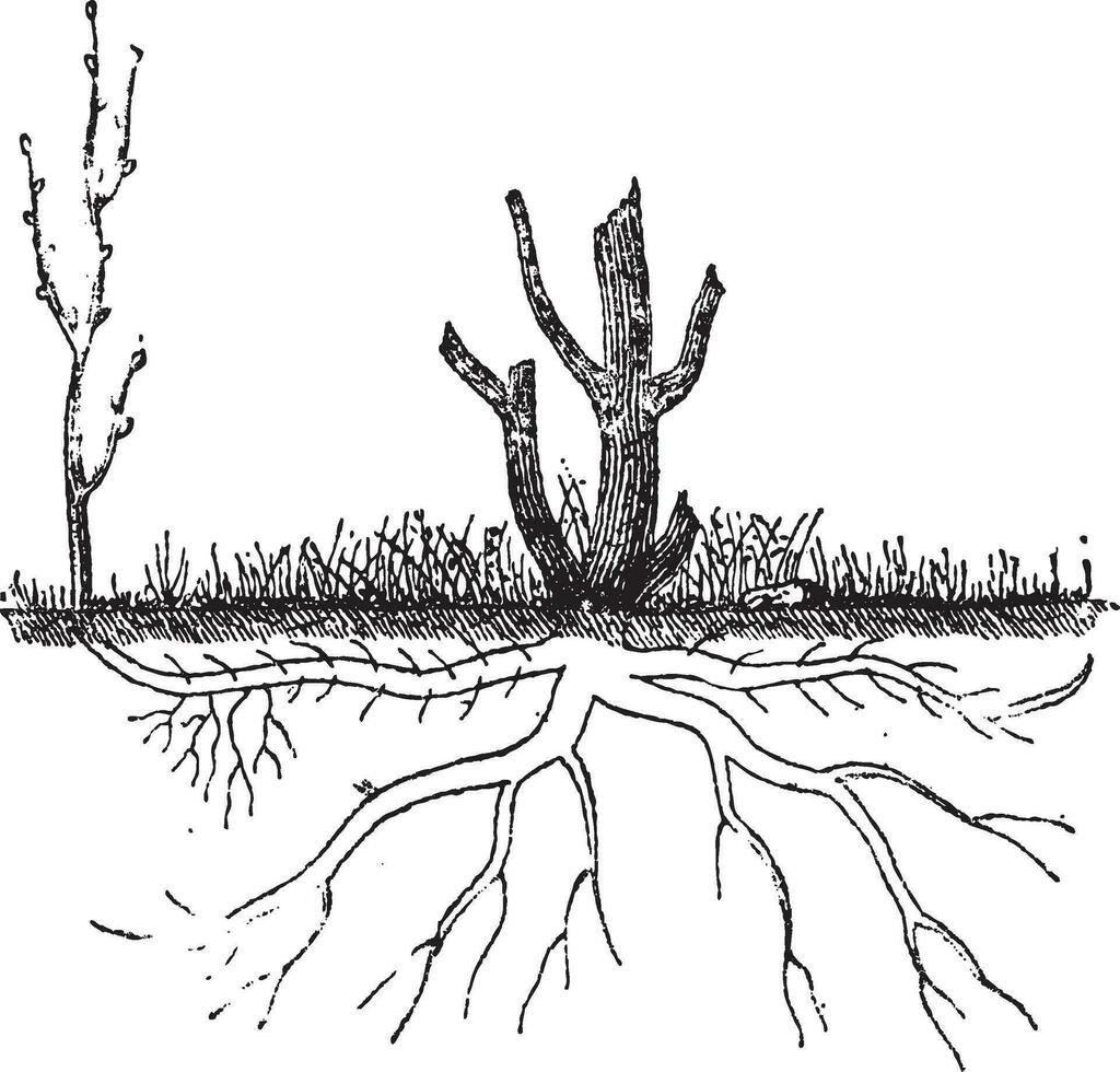 natuurlijk grond gelaagdheid door sukkel, wijnoogst gravure vector