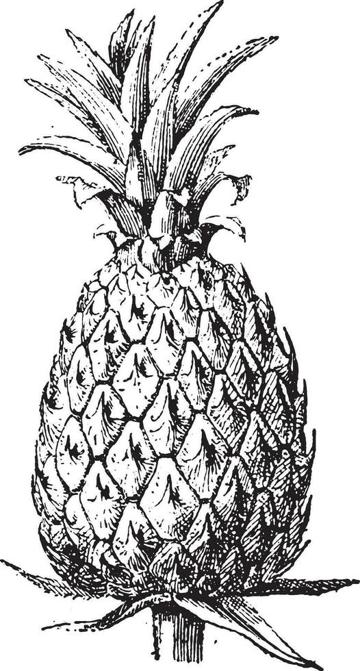 ananas, wijnoogst gravure. vector