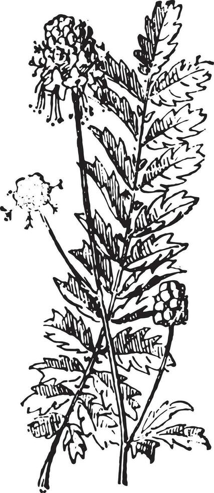 sanguisorba of pimpernel, wijnoogst gravure. vector