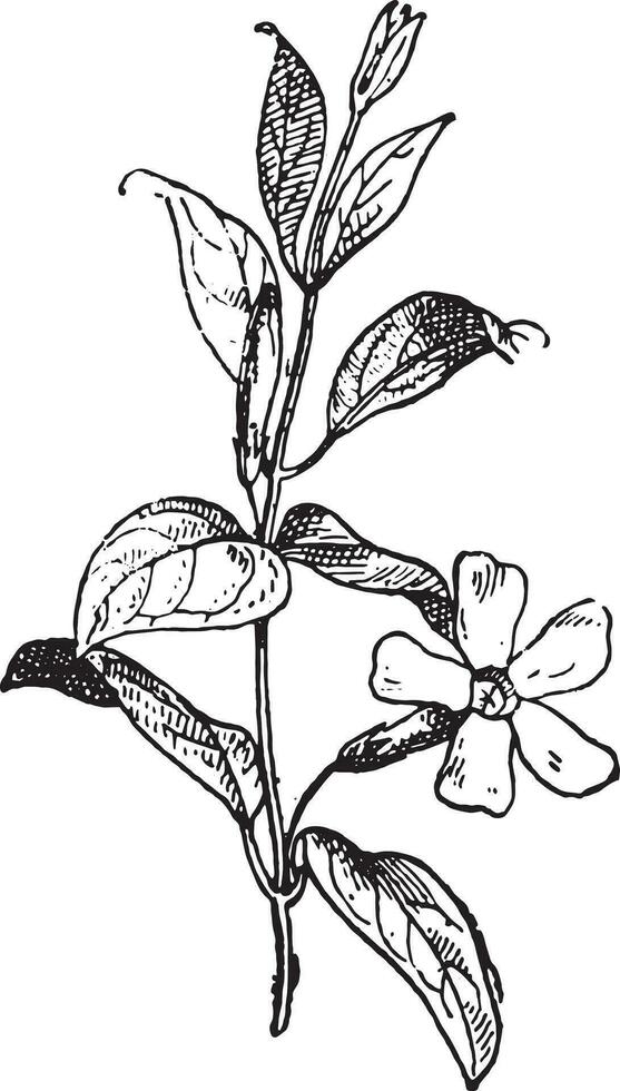 maagdenpalm of vinca minderjarige, wijnoogst gravure. vector