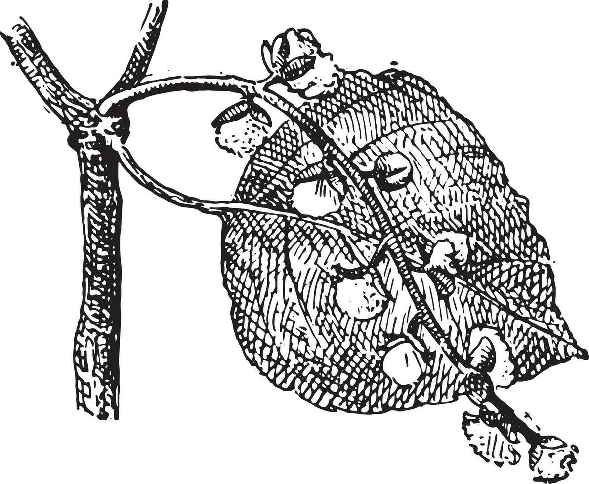 populus of populier, wijnoogst gravure. vector