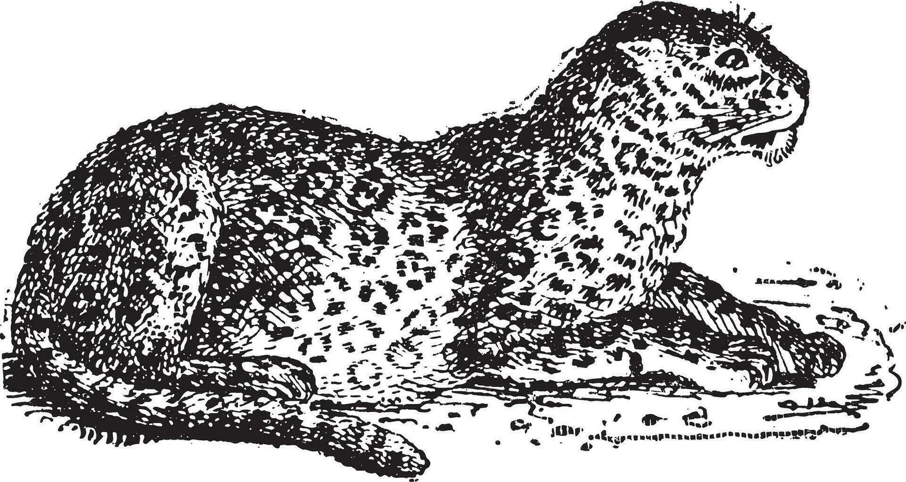 luipaard of panthera pardus, wijnoogst gravure vector