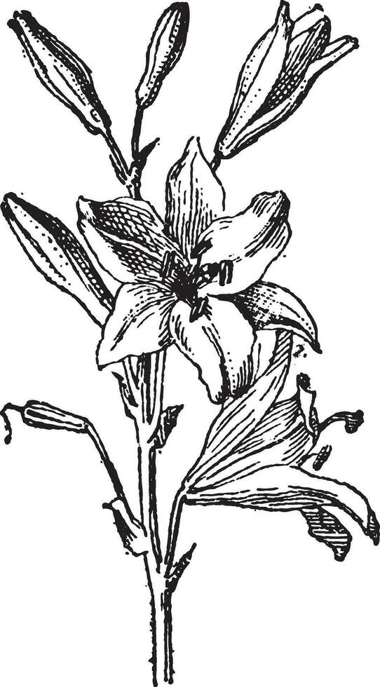 lelie of lilium sp., wijnoogst gravure vector