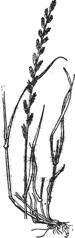 meerjarig raaigras of lolium perenne, wijnoogst gravure. vector