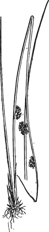 juncus conglomeratus of compact stormloop, wijnoogst gravure. vector