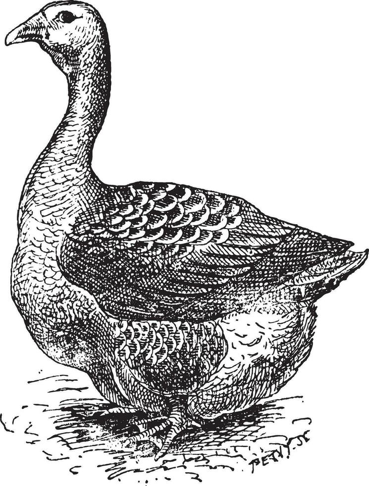 toulouse gans, wijnoogst gravure vector