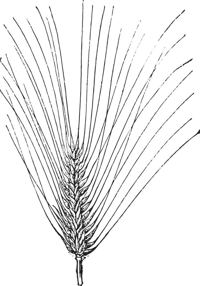 gerst, wijnoogst gravure. vector