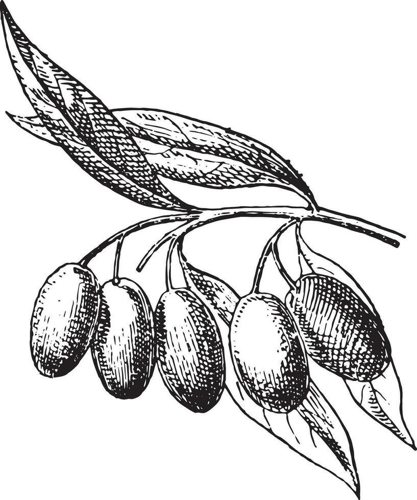 olijf- fruit, wijnoogst gravure. vector