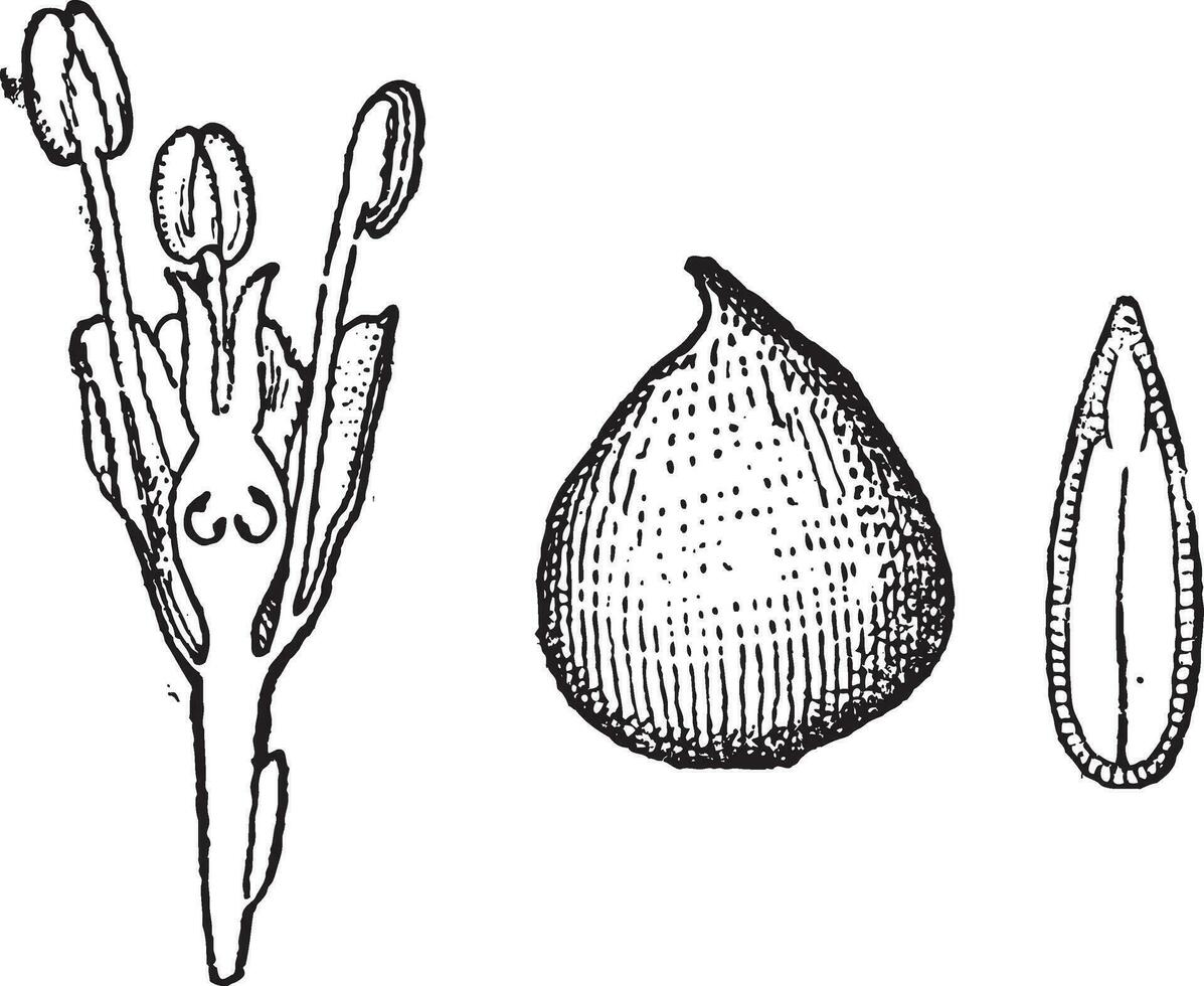 ulmaceae, wijnoogst gravure vector