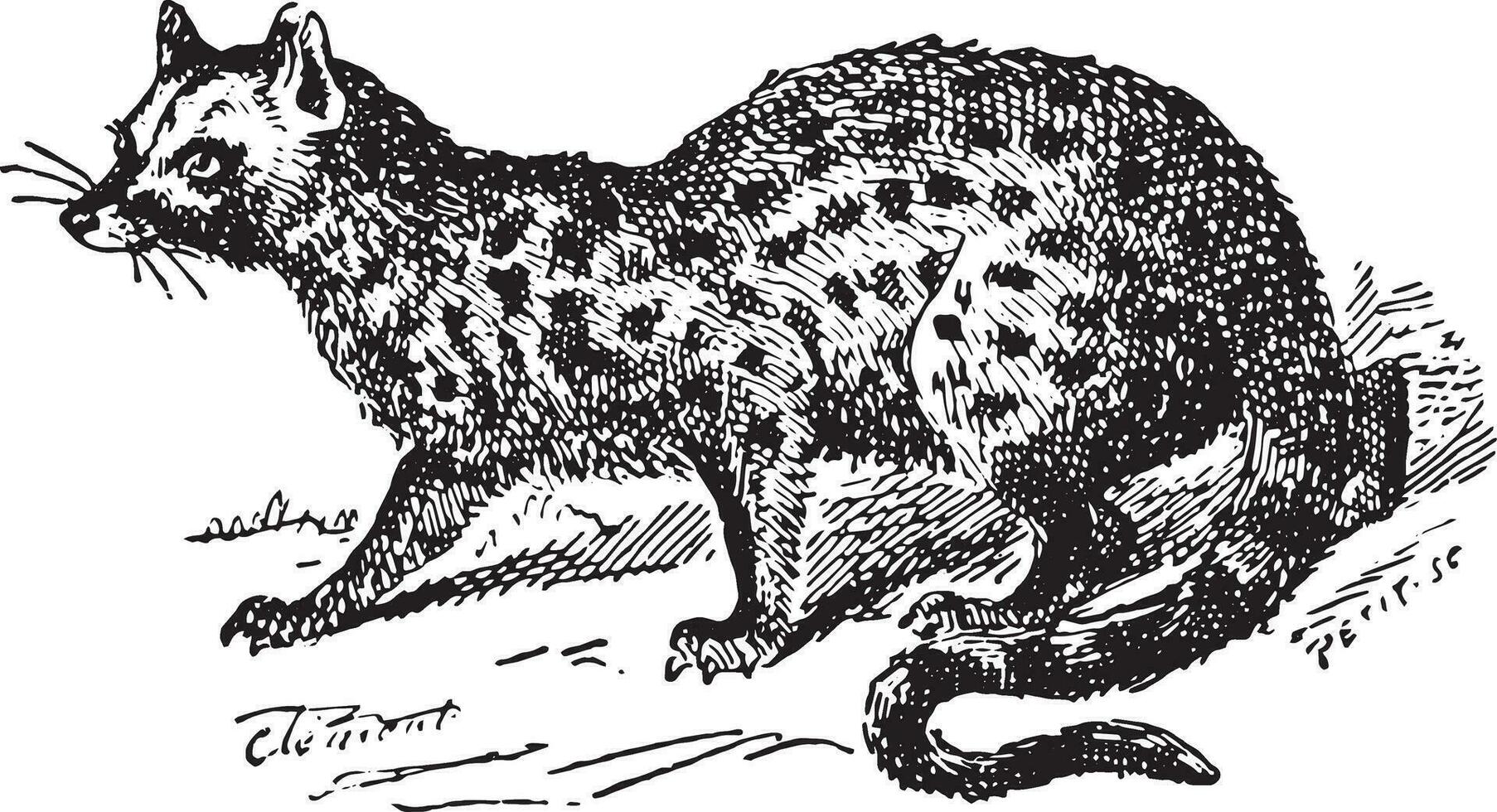 paradoxurus, wijnoogst gravure. vector