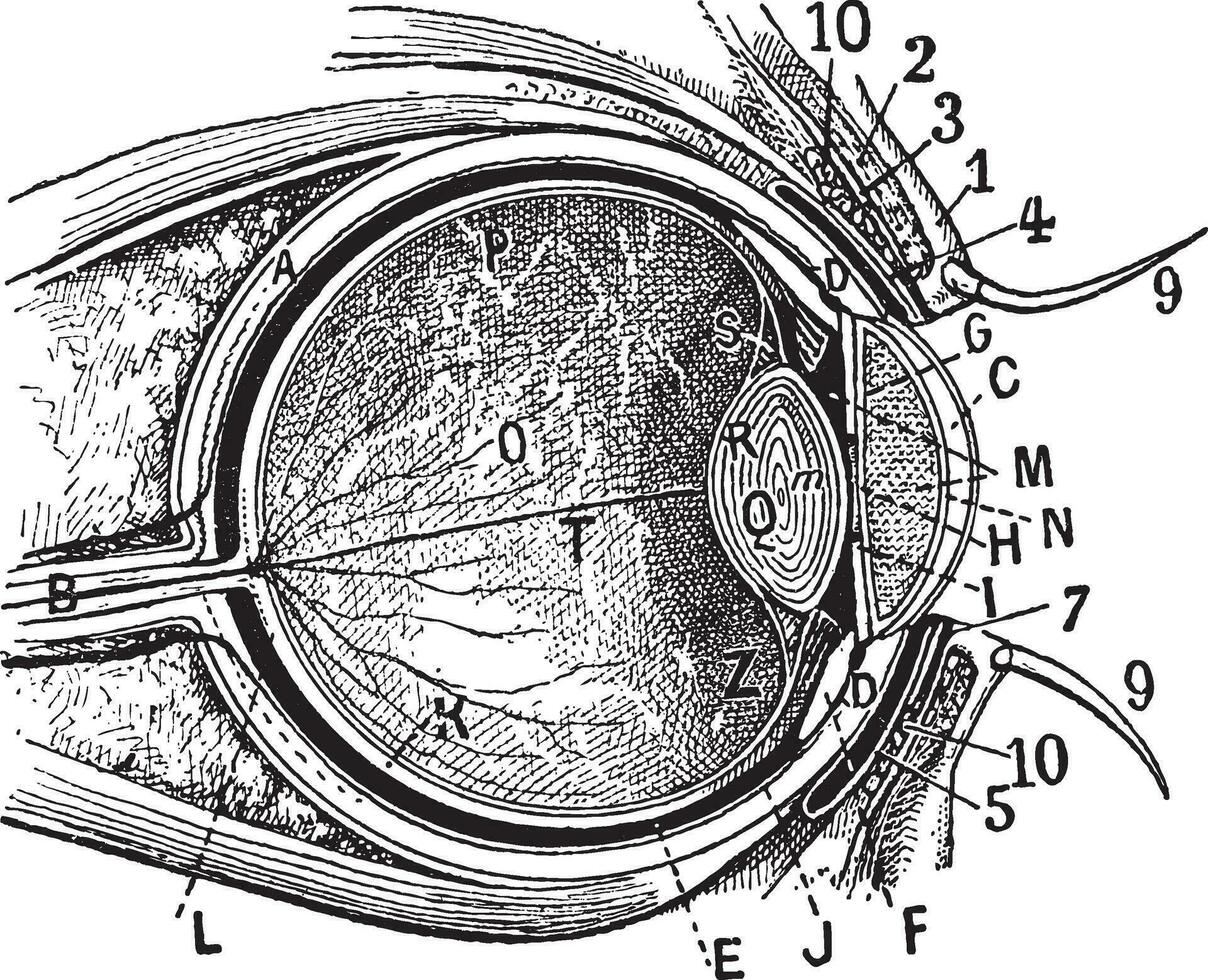 intern onderdelen van de menselijk oog, wijnoogst gravure vector