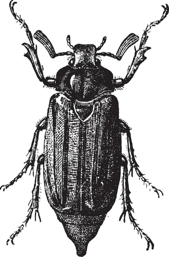 fig 10. meikever of mei beestje, wijnoogst gravure. vector