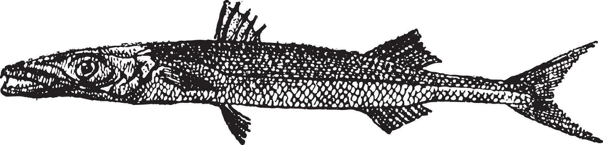 barracuda of sphyraena sp., wijnoogst gravure vector