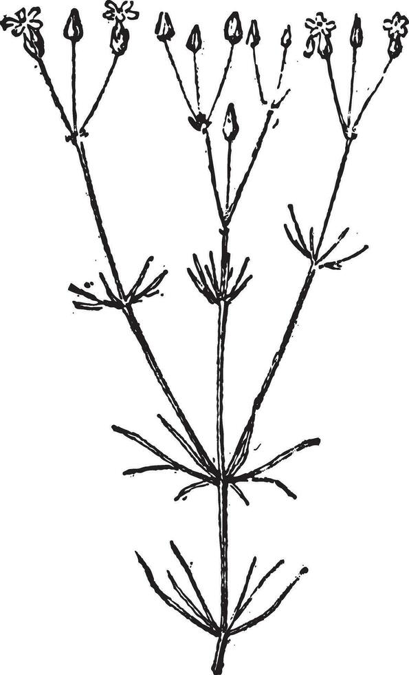 spergula of spurrie, wijnoogst gravure. vector