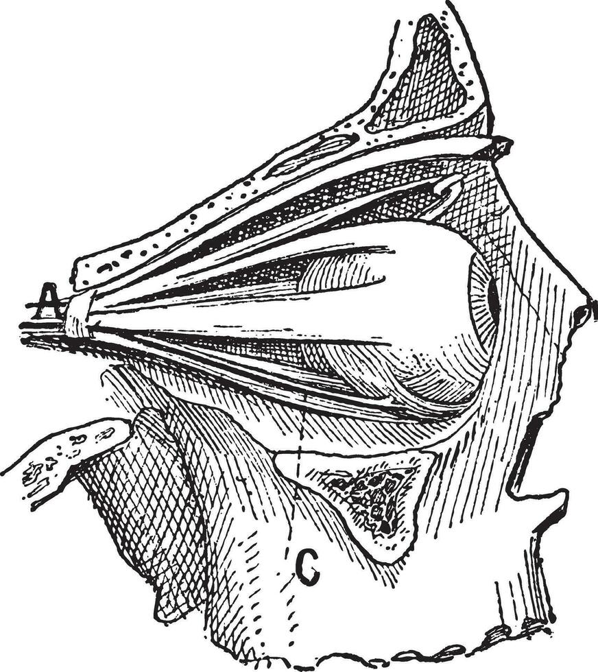 zenuwen van de menselijk oog, wijnoogst gravure vector