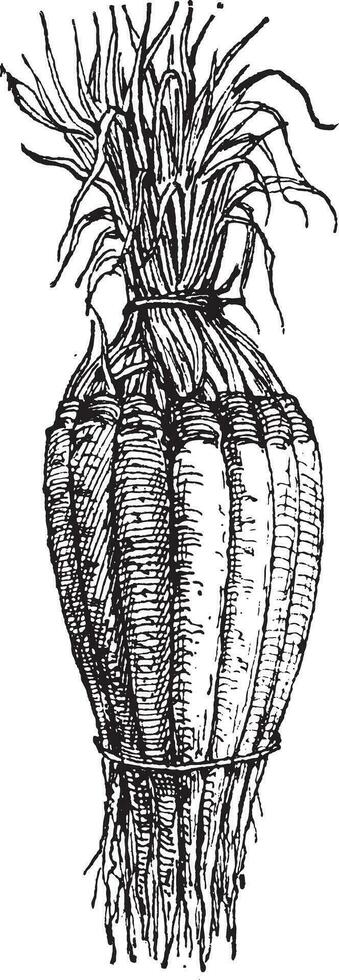 wit schorseneren of tragopogon, wijnoogst gravure. vector