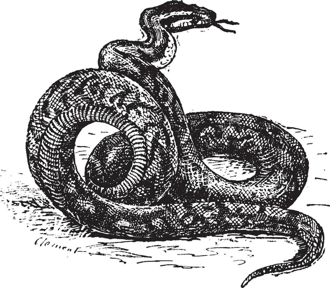 Python wijnoogst gravure vector
