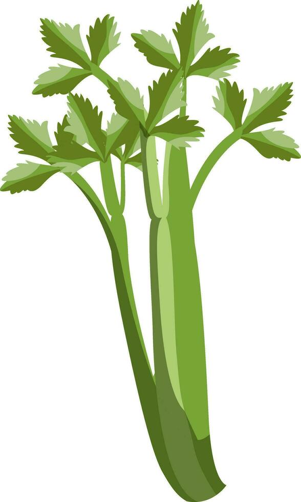 groen selderij met doorbladert vector illustratie van groenten Aan wit achtergrond.