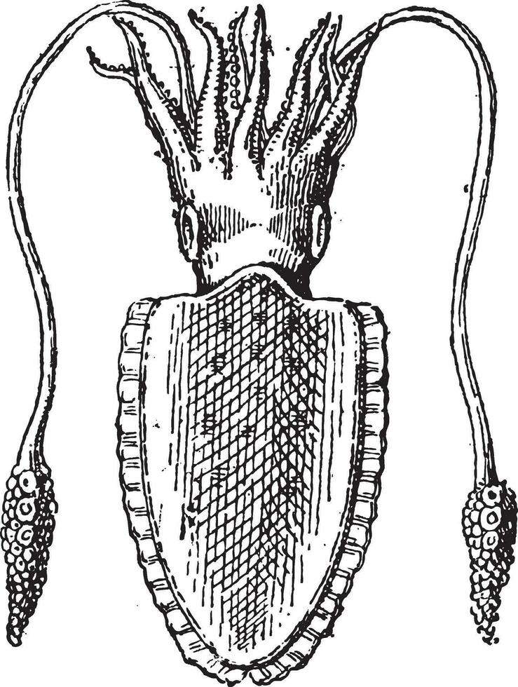 inktvis of teuthida, wijnoogst gravure vector