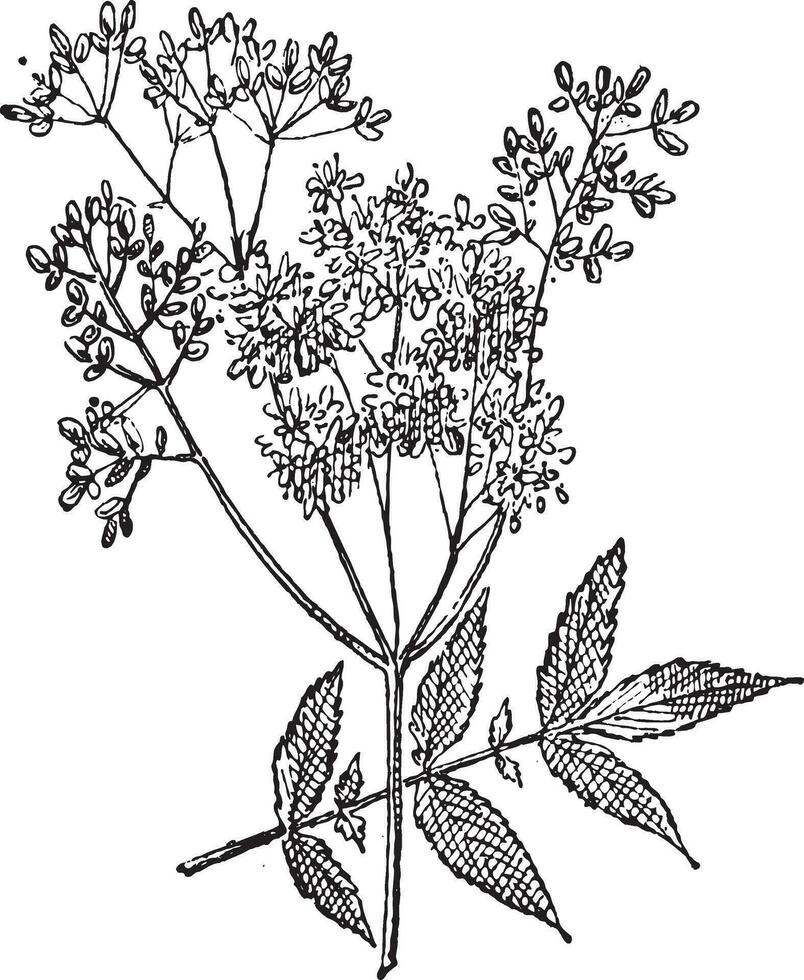 moerasspirea of filipendula ulmaria, wijnoogst gravure vector