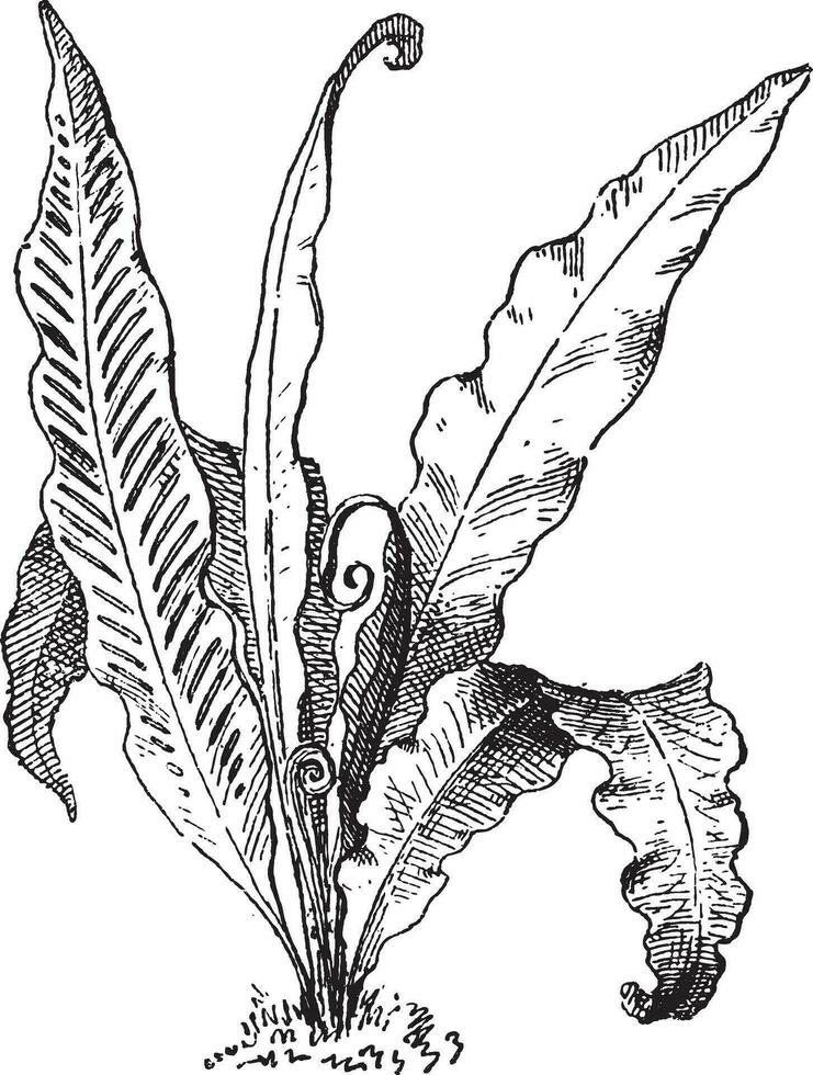 hart's tong varen of asplenium scolopendrium, wijnoogst gravure vector