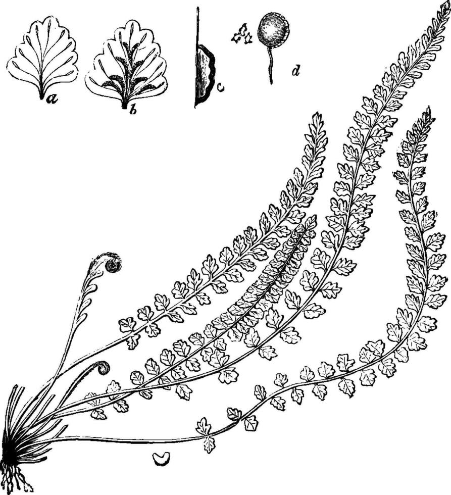 asplenium viride wijnoogst illustratie. vector