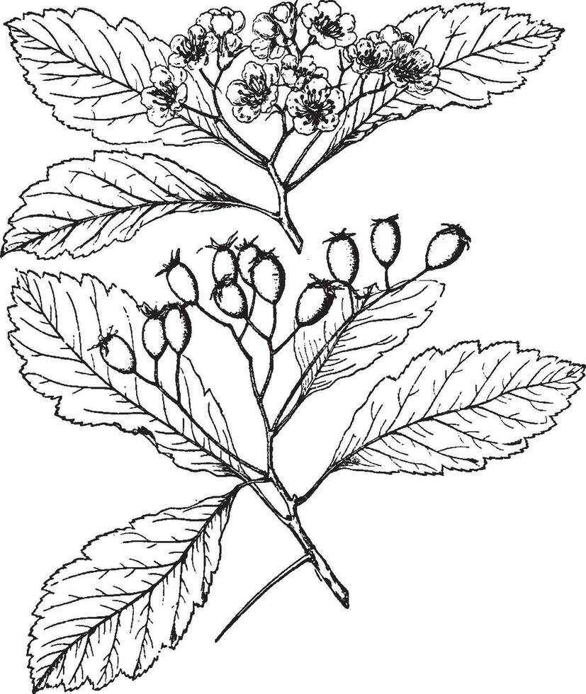 crataegus tomentosa wijnoogst illustratie. vector