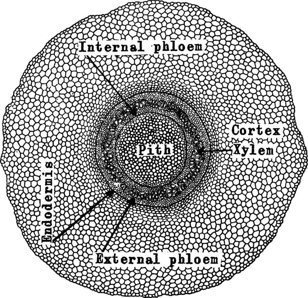 a. pedaium stam wijnoogst illustratie. vector