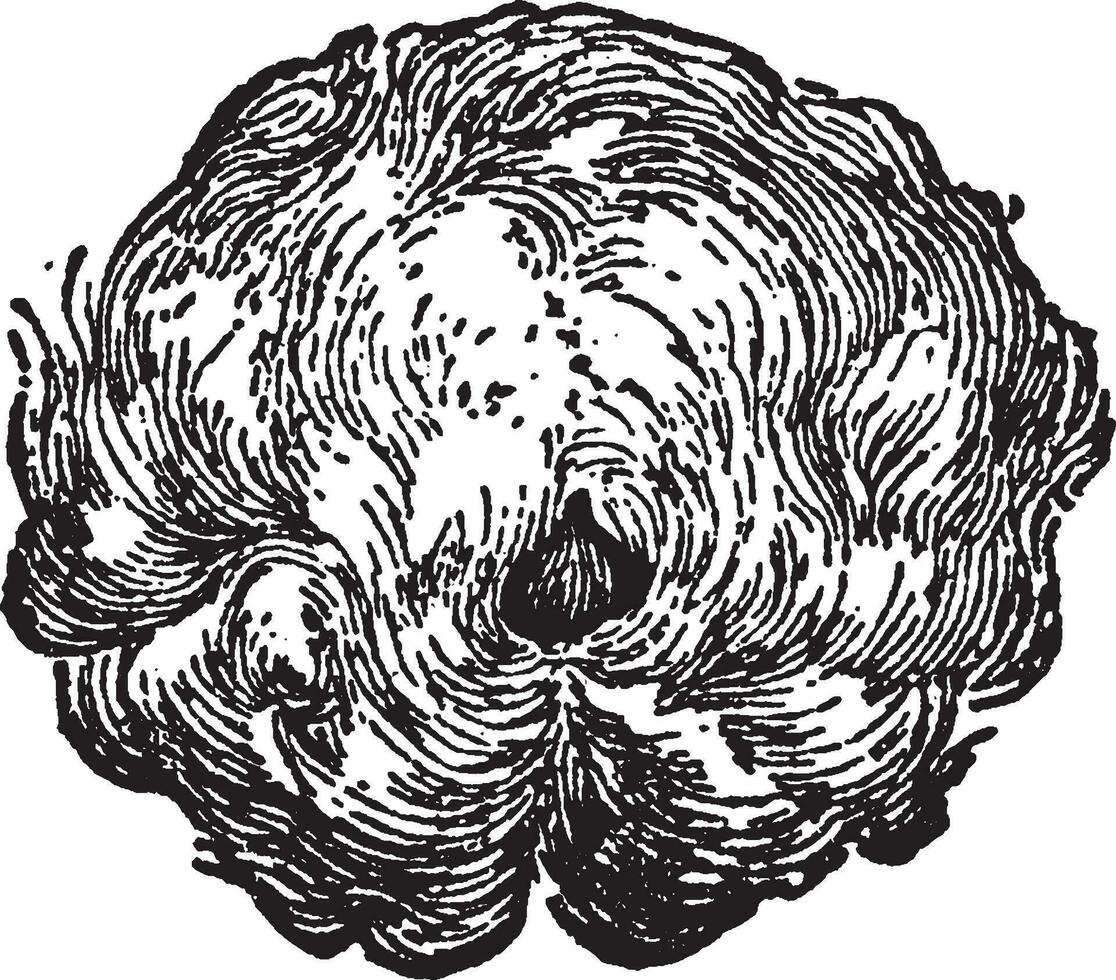 katoen bloem wijnoogst illustratie. vector