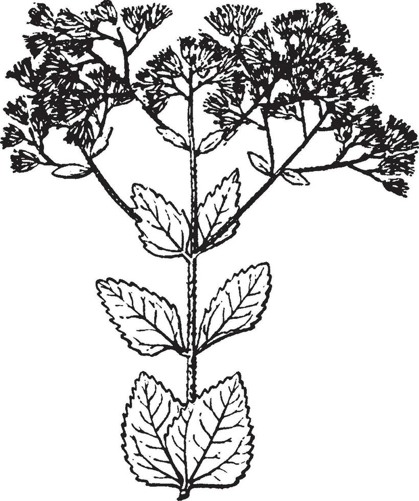 eupatorium wijnoogst illustratie. vector