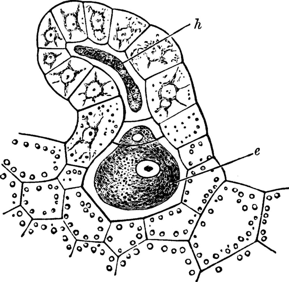 archegonium van Bracken wijnoogst illustratie. vector