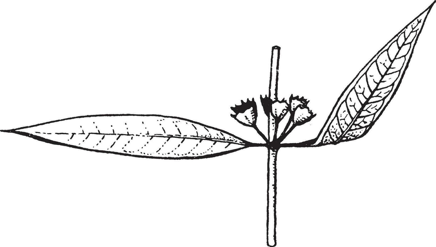 decodon wijnoogst illustratie. vector