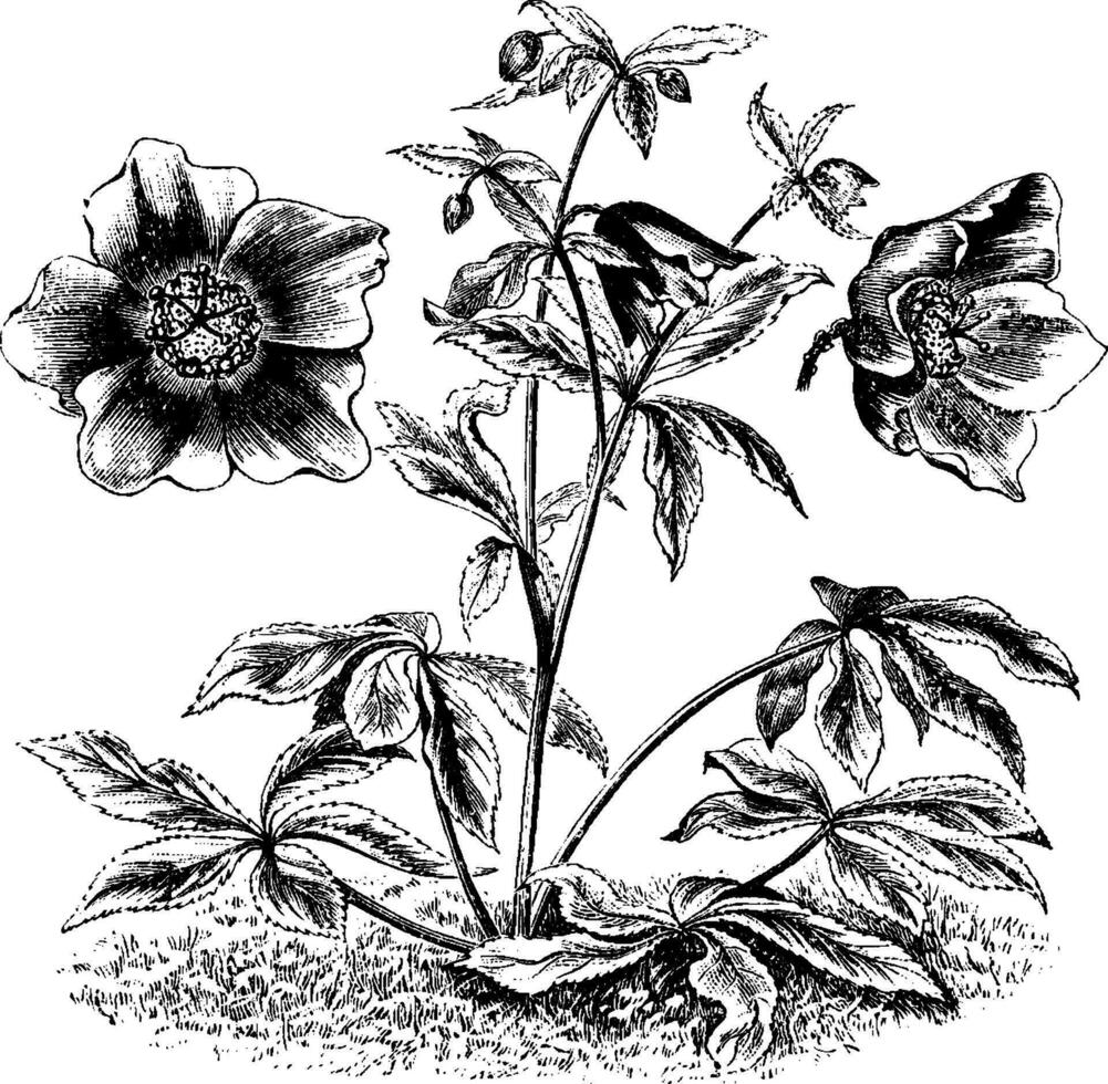gewoonte en ten volle en gedeeltelijk uitgebreid bloemen van helleborus olympisch wijnoogst illustratie. vector